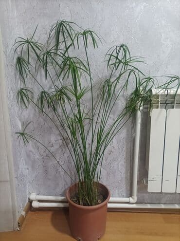 ev gülleri ve adları: Zontiq gulu — 2