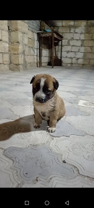bala ordək: 1 ay, Dişi, Peyvəndli — 2