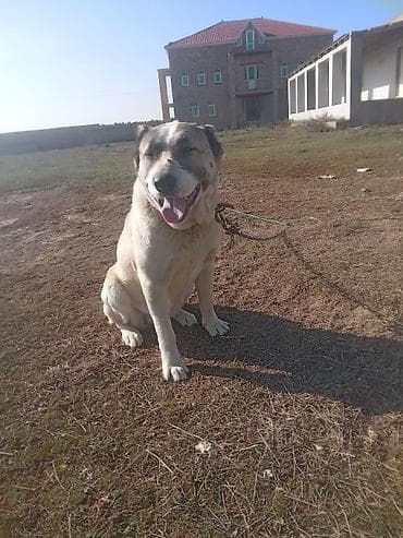 ev pisiyi satisi: Alabay, Peyvəndli — 4