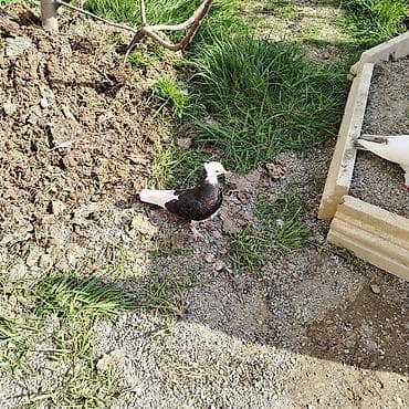 Dekorativ göyerçin - təmiz ağ baş ağ quyruqdu - Rəng: qara-bəyaz