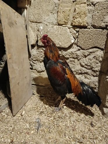 qurd əleyhinə dərmanlar: Cinsi yapon 1 yaş yarımlıq heyvandı problemsiz heyvandı yoxlamışam — 6