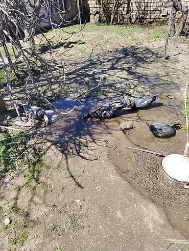 ordek satisi: Şəkildəki Macarıstan sortu Lal ördəklər satılır. 1 dənəsi kürt düşüb — 2