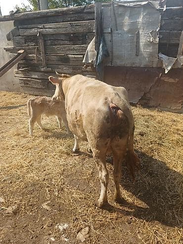 satdig quslar: Satılır: inək bala ilə. gune 8 litr sud verir.2 ci qarınadı — 7