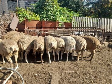 heyvanlar ucun bit dermani: Kəskiyə qurbanlig saglam quzularsahə üzü görməyib qapali şərayatdə — 1
