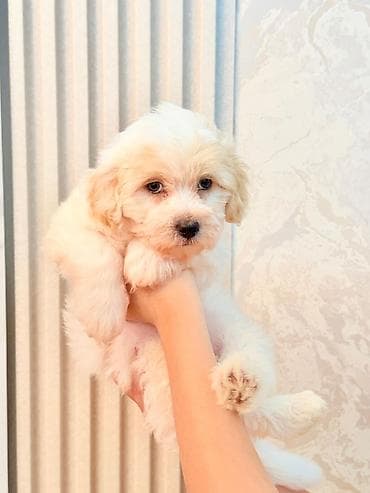 pisik ucun evler: 2 ay, Erkek, Peyvəndli — 3