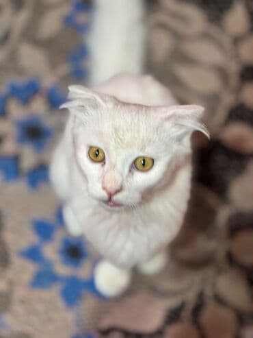 pişik satişi: Şotland, Dişi — 1