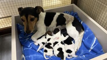 bala it satışı: Cek rassel teryer, Dişi, Ünvandan götürmə — 5