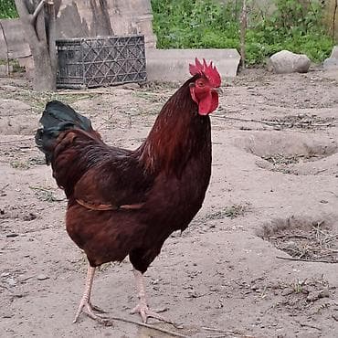 Təsvir: - Qırmızı-qəhvəyi rəngli, qara-yaşıl parıltılı quyruğu olan