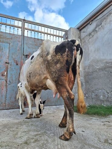 inək satşı: 15 litir süd verir 3 qarına doğub 25 gündü doğub balası dişdi — 3