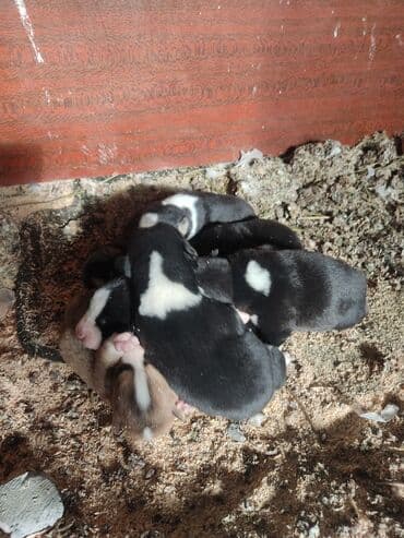 azerbaycanda it adlari: Xaski, Erkek — 3