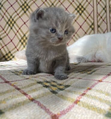 şotlan pişik: Şotland yastı qulaq, Erkək, Dişi, Yaxşı əllərə, Ünvandan götürmə, Pulsuz çatdırılma, Ödənişli çatdırılma — 153