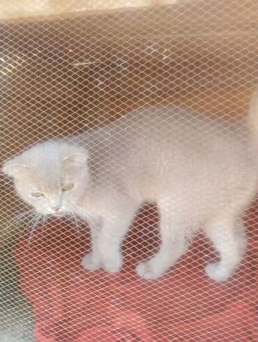 pişik çantasi: Boz rəngdə ev pişikləri - Növ: ev pişiyi (qısa tüklü, boz/gümüşü rəng — 2