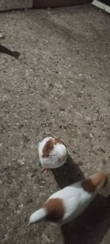 шотландская серебристая шиншилла купить: Her ikisi cavan heyvanlardi cox xahis edurem usaglar qeti narahat — 2