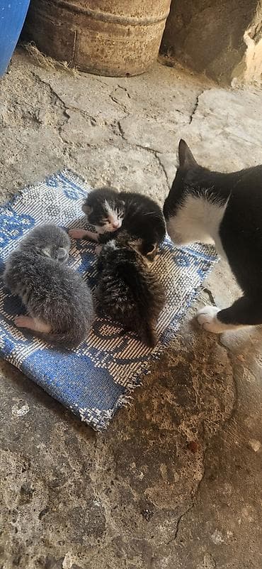 sort pisikler: Yaxşı əllərə — 4