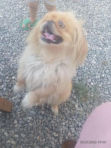 tüklü itlər: Pekines, 1 il, Dişi, Peyvəndli, Ünvandan götürmə — 3