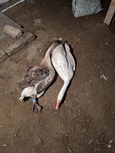 Гуси: Самец, Для разведения, Платная доставка — 4