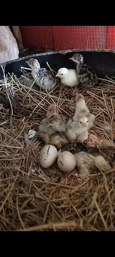 hindüşka: Hinduşka cücələri, Damazlıq — 1