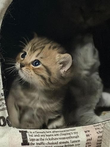 pulsuz verilir: Britan — 3