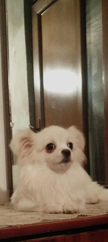 Şpitz, Peyvəndli lalafo.az -da Şpitz, Peyvəndli