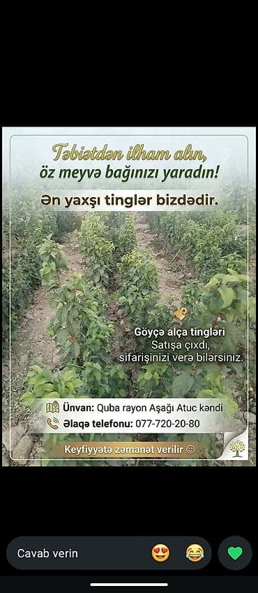 ucuz jaluz: Məhsul: Göyçə alça tingləri Əsil Göyçə Alçasinin tingleridir Çox — 3