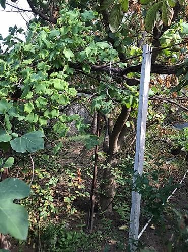 Məhsul: Meyvə Bağı (həyətyanı torpaq sahəsi) Təsvir: - Yaşıl, kollu