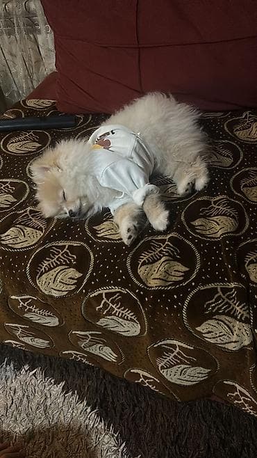 pomeranian boo: Cins: Pomeranian (Boo tipli) Rəng: Krem/açıq şaftalı Ölçü: Kiçik — 2