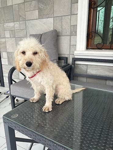 Pişiklər: Pudel, 4 ay, Erkek, Peyvəndli — 1