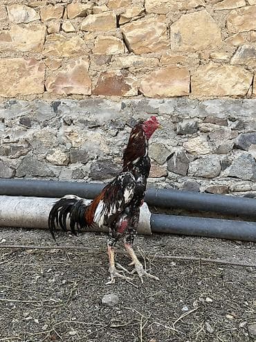 kend cuceleri: Salam. Dölüyə yarayır bir gözü kordu 2 yaşı var 2 dəfə meydanı olub — 3