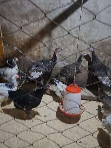 Məhsul: Qarışıq ev quşları sürüsü Tərkib: - Hinduşka cavanları (bir — 2