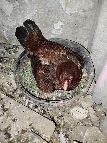 ev sicani: Toyuq, Damazlıq, Ünvandan götürmə — 1