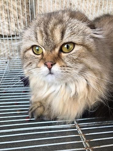 Şotland uzun tüklü