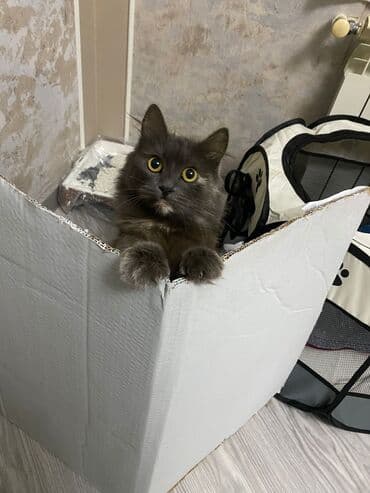 Quşlar: Qiz pisiyidi 7 ayildi — 2