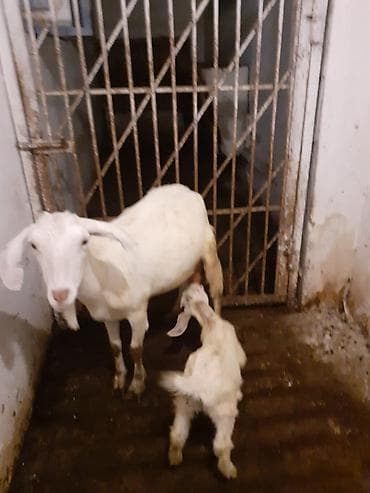 kişi keçə şap şapları: Sənan və alpin keçilərinin qarışığı. Südlük və ətlik keçilər. Balası — 2