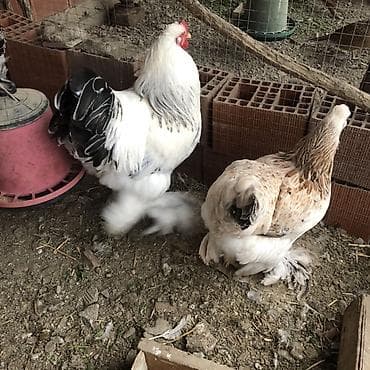 Yemlər: Toyuq, Brama, Damazlıq, Ödənişli çatdırılma — 2