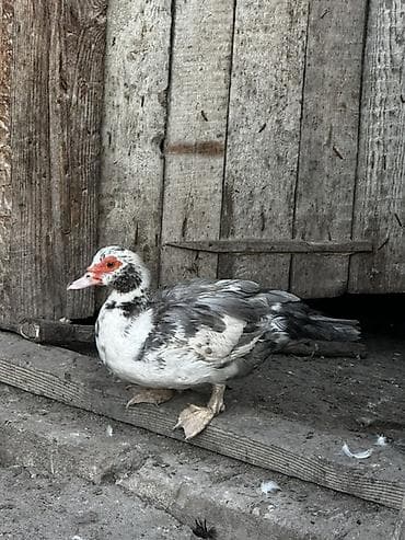 quş satışı: Şekildeki iki dişi bir erkek lal ordek satilir . Tek tek satilmir — 1