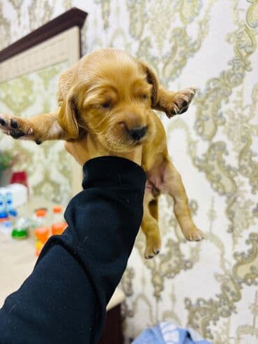 cocker spaniel qiymeti: Koker spaniyel, 1 ay — 2