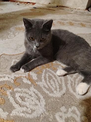 Птицы: Британская — 1