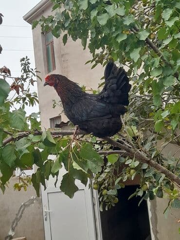 cins ineklerin satisi: Salam 16 dene 6 ayliq lal ordek 6 eded 6 ayliq amerikan bronz hindusqa — 1