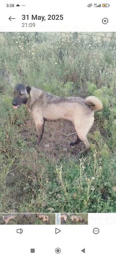 отдам собаку в хорошие руки: Kanqal, 2 ay, Dişi — 1