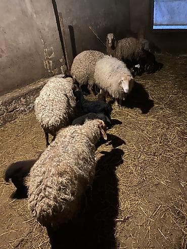 ördək balası: 6 dene balali qoyun 2 si ekiz di 4 du tek . Kom 6 qoyun 8 quzu — 3