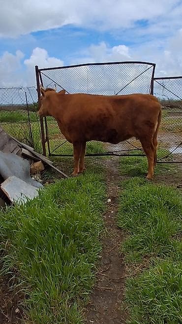 qaz balası satilir: Dişi, il: 4, Südlük, Ünvandan götürmə — 1