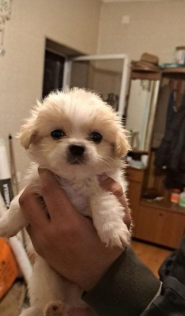 şpits itleri: Pekines, 2 ay, Dişi — 2