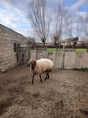 Птицы: 2yaşı var tam sağlam heyvandı - Cins: yerli ətlik-yunlu tip (ağ-bej — 4