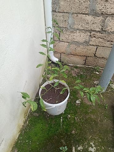 ekil: Sitrus fidanları – vedrələrdə/çəlləklərdə əkilmiş, kökləri formalaşmış — 2