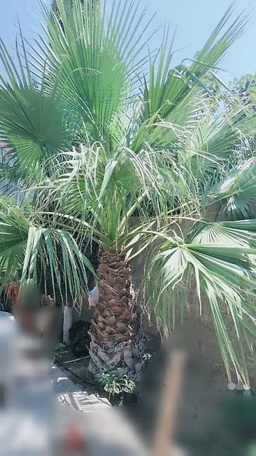 qeleme agaci: Palma ağacı, hündürlüyü 5 metr, yarpağa qədər 2 metr,diametri 2.7 — 1