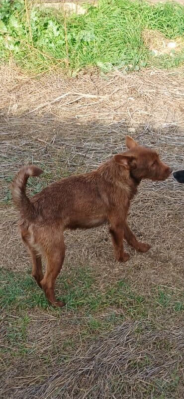 Jeep: 1 il, Dişi, Peyvəndli, Ödənişli çatdırılma — 1