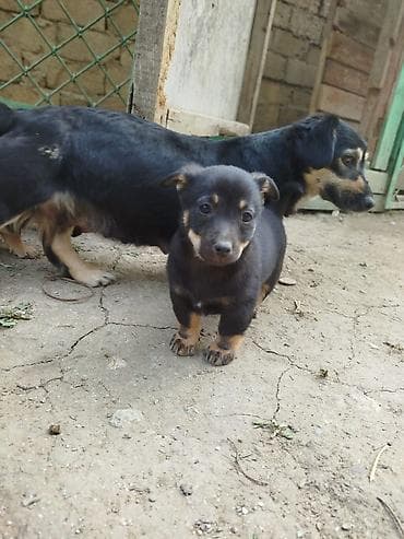 ov itlerinin satisi: Zvanok böyümüyen itler satilir qulaği sallağ ela zvanoklardi — 3