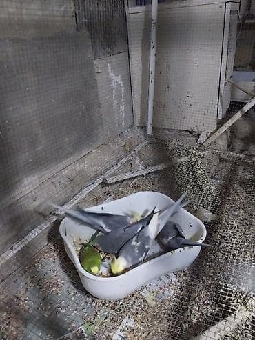 danisan qus: Korella tutuquşu. 1 cut maya korella 70 azn 4 erkek korella — 1