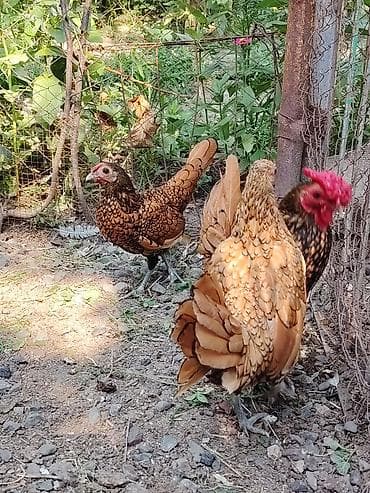 quş yarım tip: Toyuq cücələri, Damazlıq — 6