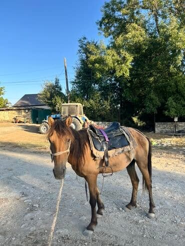 bmw 3 серия 330xi at: Erkək, il: 6 — 4